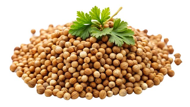 Indian Coriander